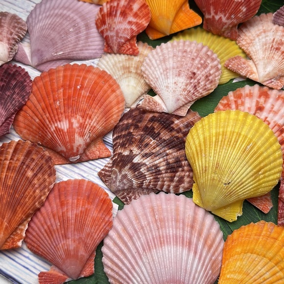 Gorgeous Lot of Colorful Unique Scallop Shells DIY Crafting Collecting Bundle - Picture 9 of 12